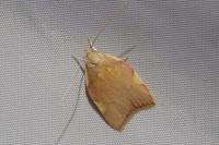 Carcina quercana