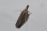 Anarsia spartiella