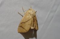 Apoda limacodes