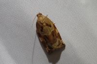 Archips xylosteana