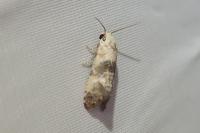 Cochylis posterana