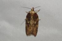Acleris hastiana