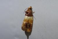 Epinotia festivana