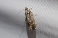 Zeiraphera isertana