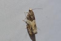 Gypsonoma sociana