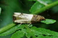 Notocelia roborana
