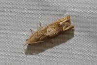 Eucosma conterminana