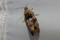 Eudemis profundana
