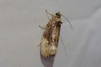 Hedya nubiferana