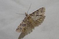 Alucita hexadactyla