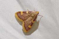 Hypsopygia costalis