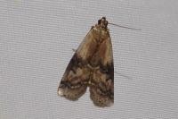 Rhodophaea formosa