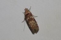 Phycita roborella