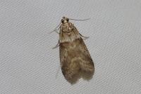 Acrobasis consociella