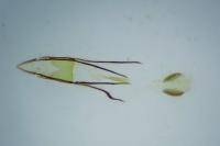 Phycitodes inquinatella