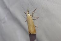 Chrysoteuchia culmella