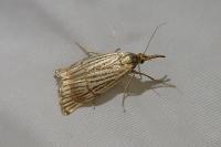 Chrysocrambus linetella