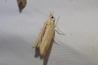 Pediasia