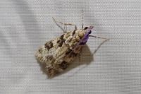 Eudonia delunella