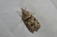 Eudonia mercurella