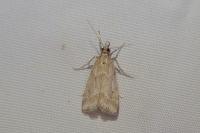 Eudonia pallida