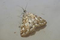 Elophila nymphaeata