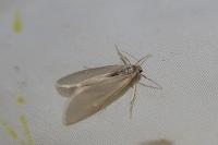 Acentria ephemerella
