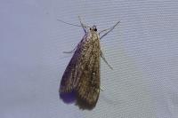Parapoynx stratiotata