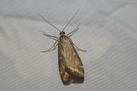 Loxostege sticticalis