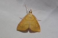 Anania crocealis