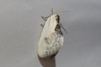 Cilix glaucata