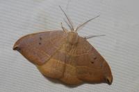 Watsonalla uncinula