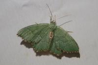 Hemithea aestivaria
