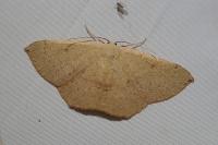 Cyclophora puppillaria