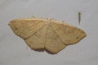 Cyclophora ruficiliaria