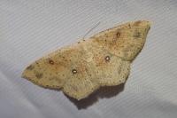 Cyclophora porata