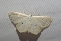 Scopula immutata