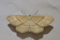 Idaea macilentaria