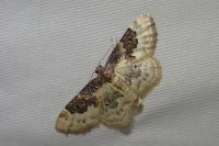 Idaea rusticata