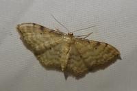 Idaea fuscovenosa