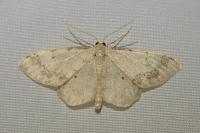 Idaea trigeminata