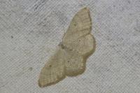 Idaea straminata