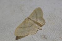 Idaea deversaria