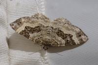 Epirrhoe alternata