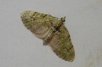 Chloroclystis v-ata