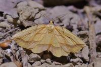 Epione repandaria