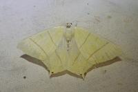 Ourapteryx sambucaria