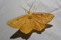 Angerona prunaria