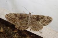 Alcis repandata