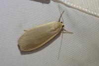 Collita griseola